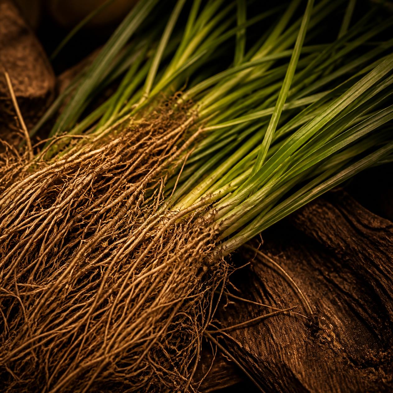 Vetiver