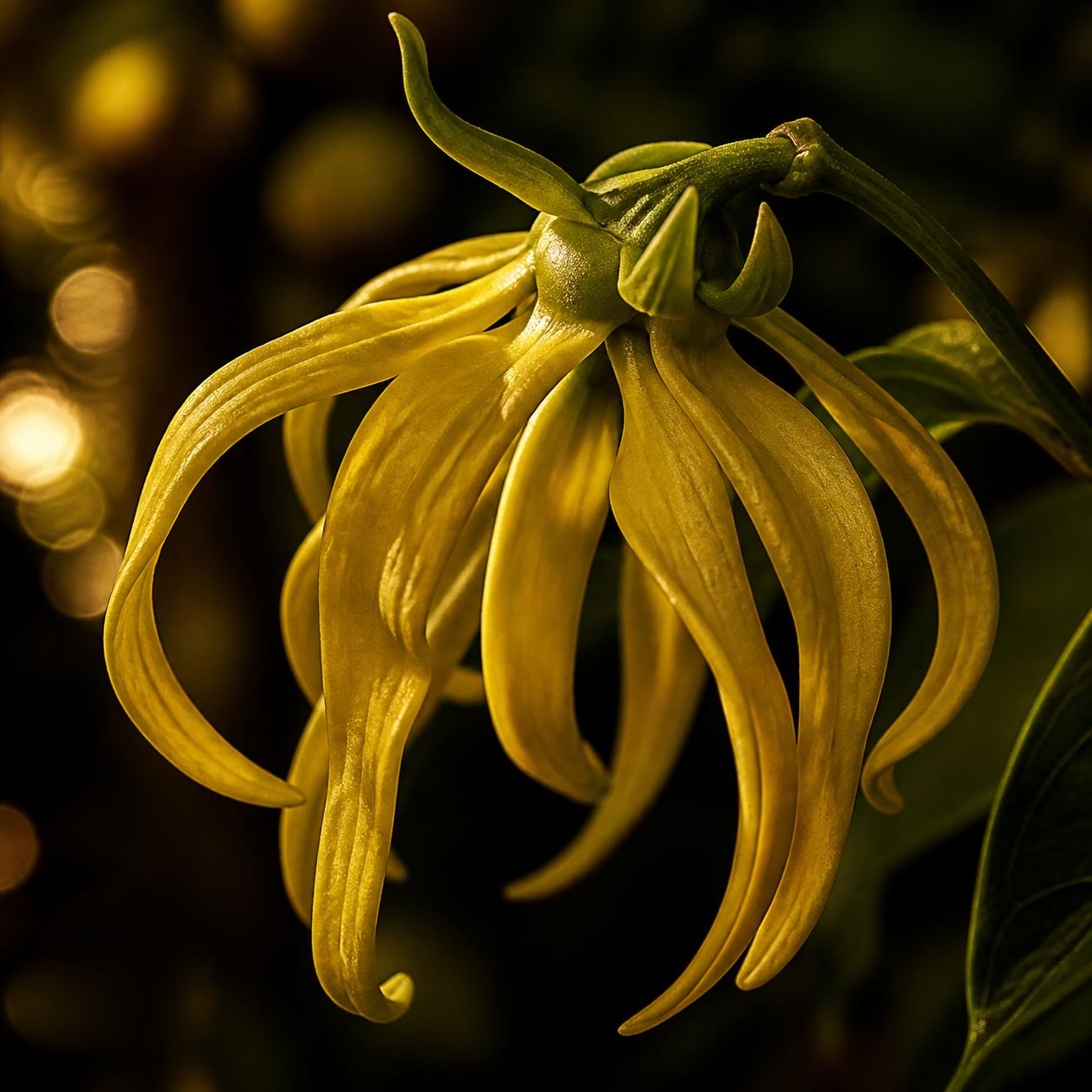 Ylang-Ylang