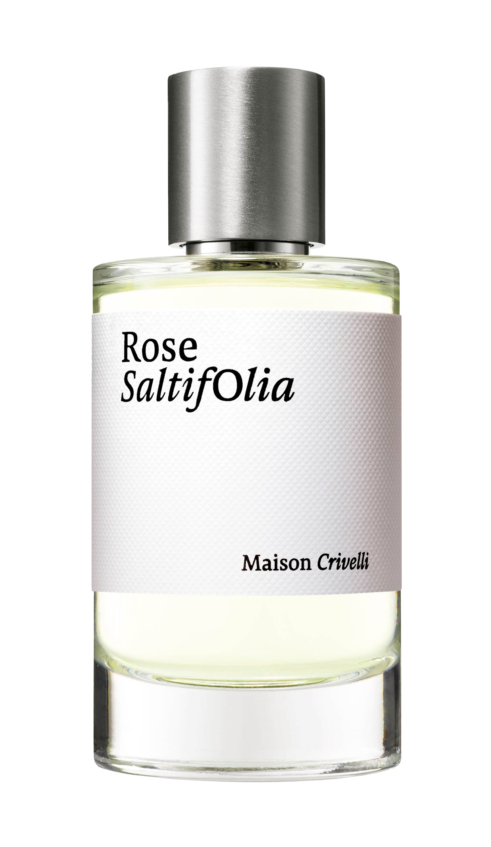 ROSE SALTIFOLIA