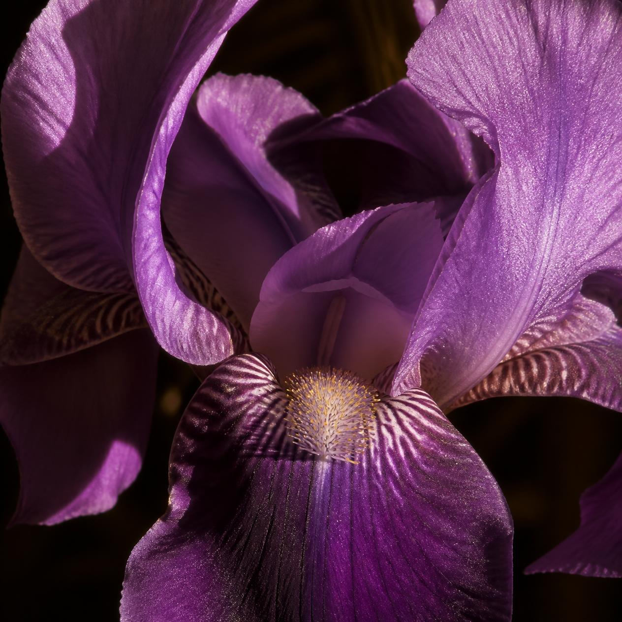 Iris