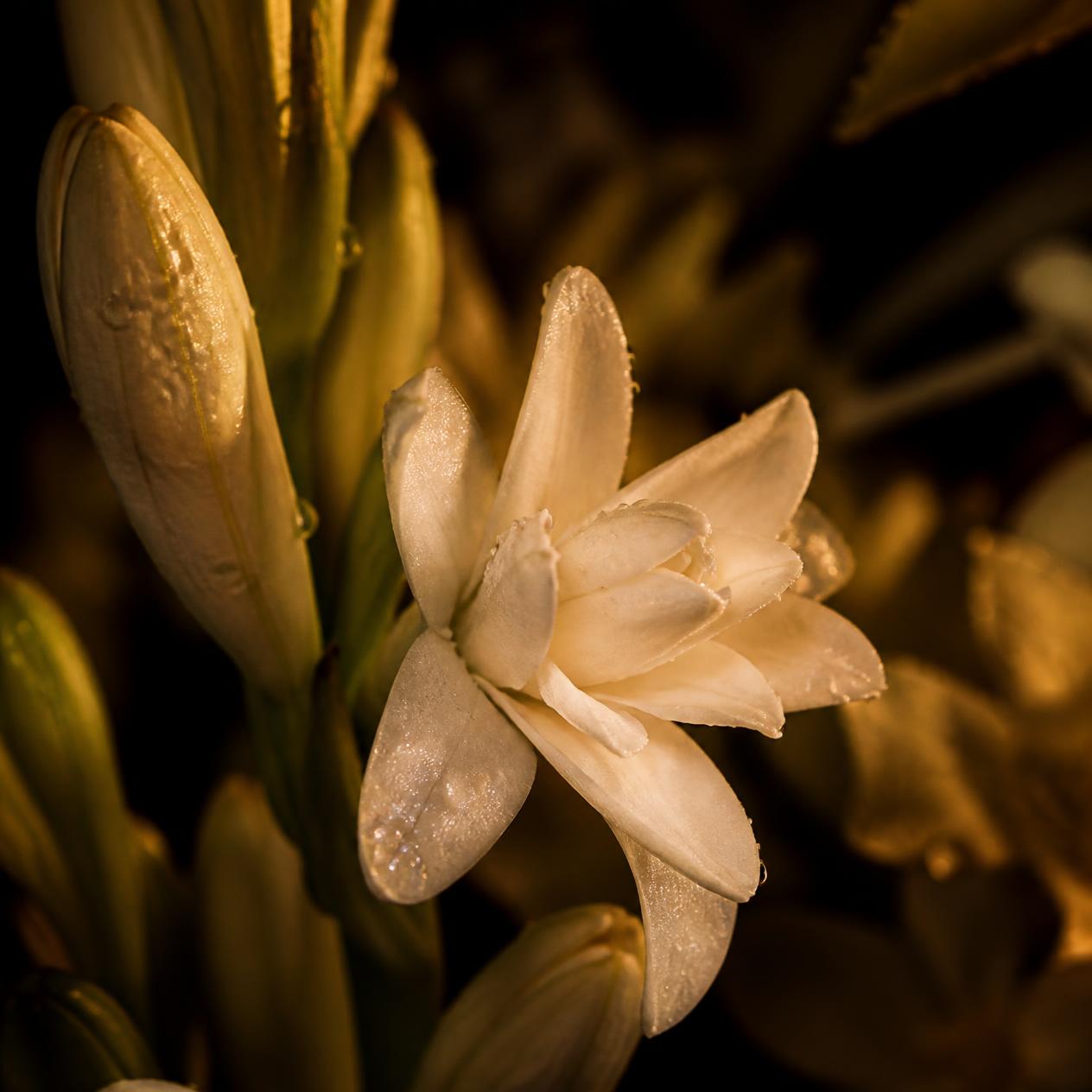 Tuberose